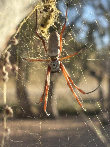 Australian Golden Orbweaver