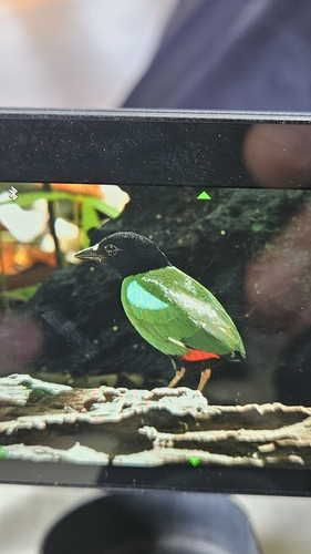Pitta sordida observed 2026-09-18