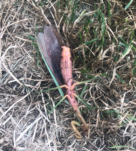 Chinese Mantis