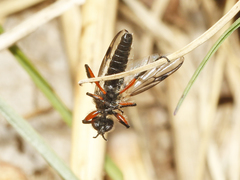 Bibio xanthopus