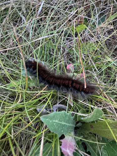 Fox Moth