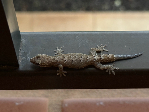 Lepidodactylus lugubris observed 2026-09-17