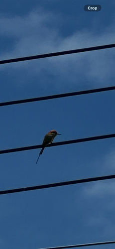 Asian Green Bee-eater