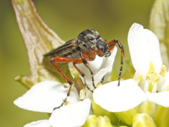 Bibio xanthopus