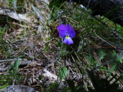 Viola montcaunica