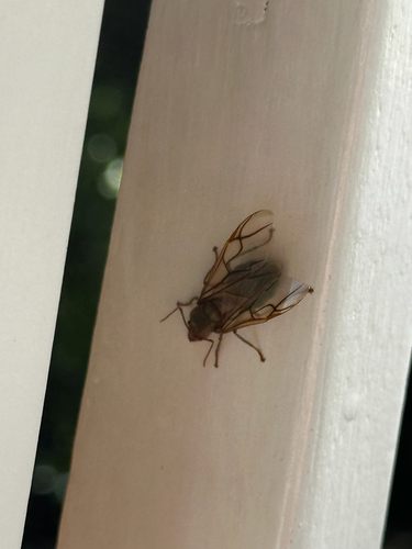 Asian Weaver Ant