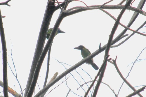 Red-crowned Barbet