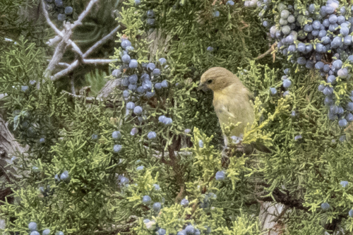 Lesser Goldfinch