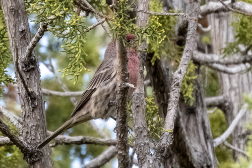 House Finch