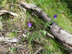 Viola montcaunica