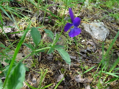 Viola montcaunica