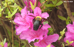 Xylocopa appendiculata
