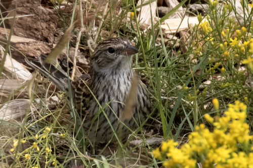 Chipping Sparrow