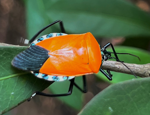 Man-faced Stink Bug