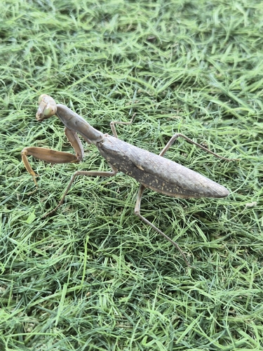 Giant Asian Mantis