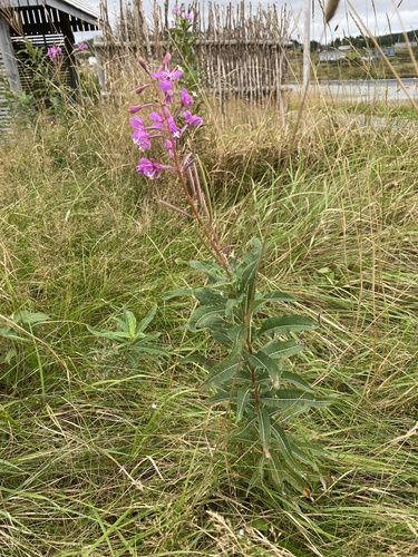 fireweed
