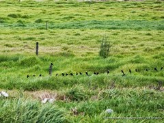 Chrysomus icterocephalus