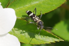 Chlorophorus figuratus