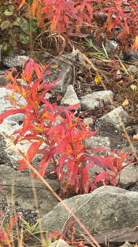 fireweed