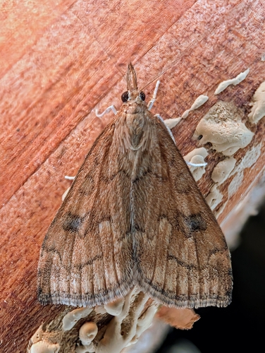 False Celery Leaftier