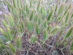Hordeum geniculatum