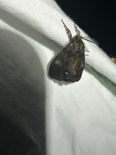 Douglas-fir tussock moth