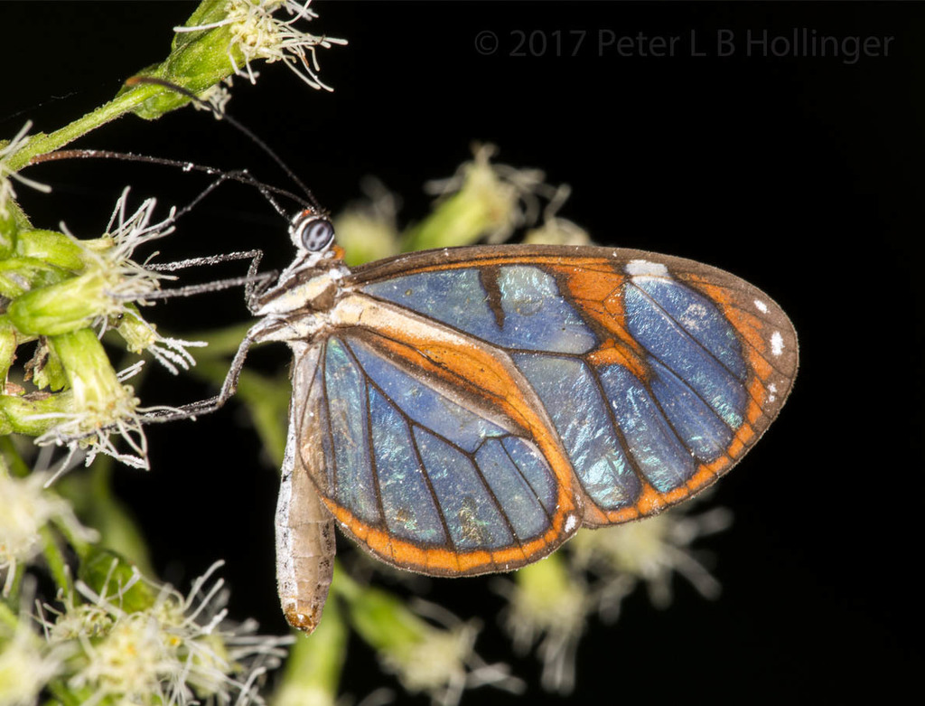 Ithomia diasia