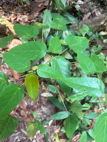 Macaranga conifera observed 2026-09-18
