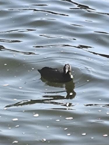 Eurasian Coot
