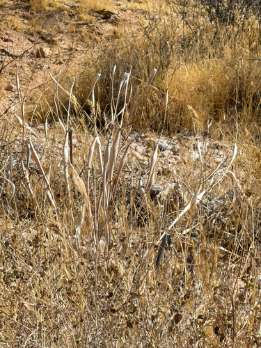 Eriogonum inflatum, photograph 3