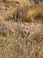 (c) CK2AZ, some rights reserved (CC BY) Eriogonum inflatum, photograph (c) CK2AZ, some rights reserved (CC BY)