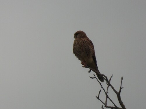 Eurasian Kestrel