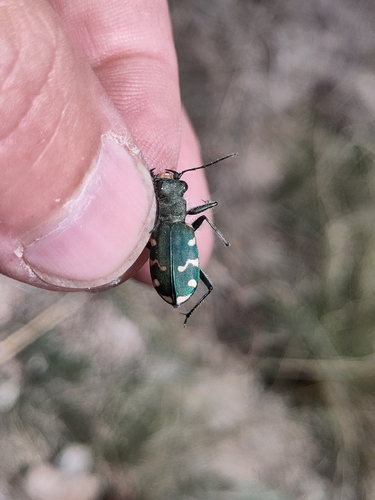 Cicindela gallica