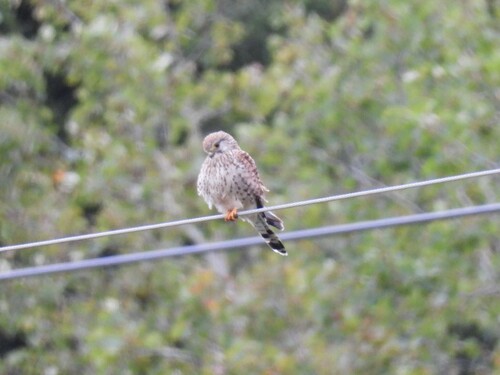 Eurasian Kestrel