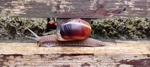 Turkish Snail