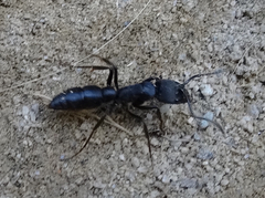 Ponerinae