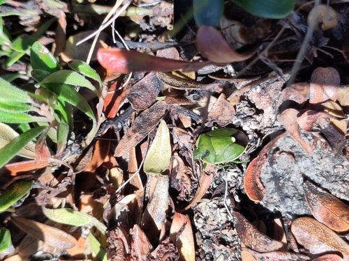 Chlorochroa juniperina