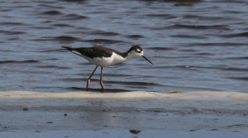 Black-necked Stilt