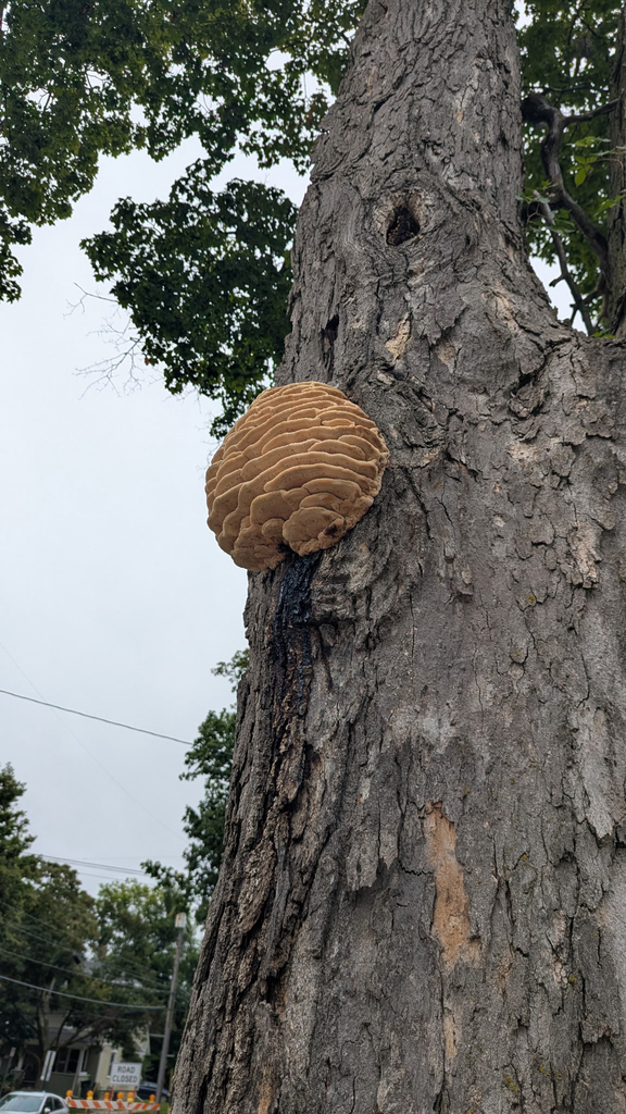 Northern Tooth · September 2026 · photo: Photo: no rights reserved · iNaturalist