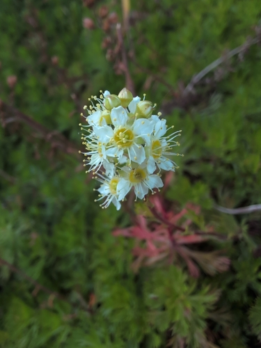 Luetkea pectinata, photograph 2