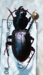 Pterostichus caudicalis