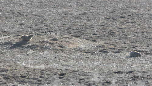 Cynomys ludovicianus