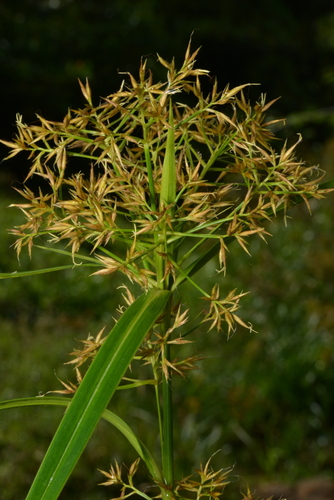 Rhynchospora corymbosa observed 2026-09-17