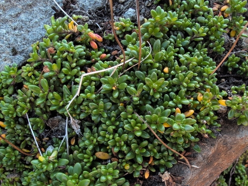 Micranthes tolmiei
