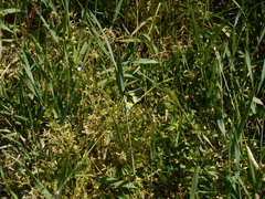 Libelloides coccajus