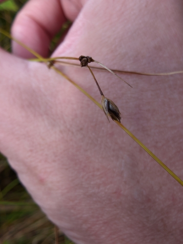 Carex trisperma observed 2026-09-15