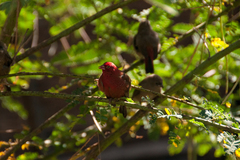 Lagonosticta senegala