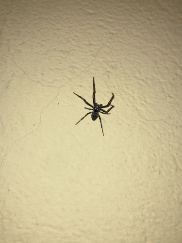 Walnut Orbweaver