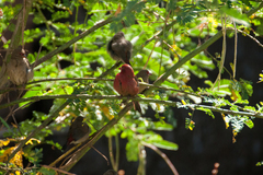 Lagonosticta senegala