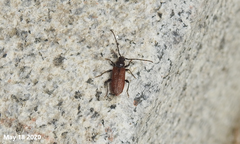 Callidiellum rufipenne